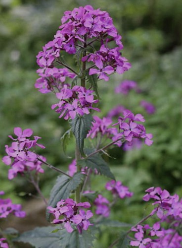 Honesty lunaria annua - honesty,