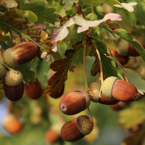 English oak trees - english,