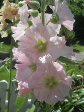 Hollyhock Alcea seeds x 30 Ice