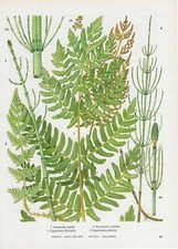 Vintage fern print, plant, botanical, natural history art 