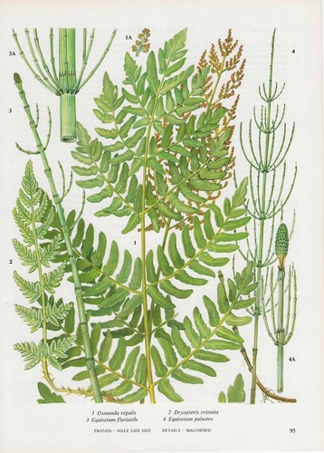 Vintage fern print plant - print,,