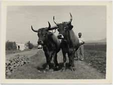 Album Sardinia Cagliari Farmhouse Original Photos Tanda Carbonia 1950 ca 