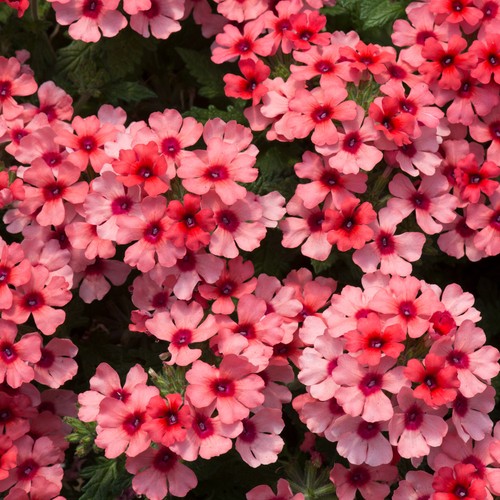 Verbena showboat mango orange - verbena,