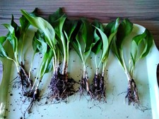 25 WILD GARLIC PLANTS
