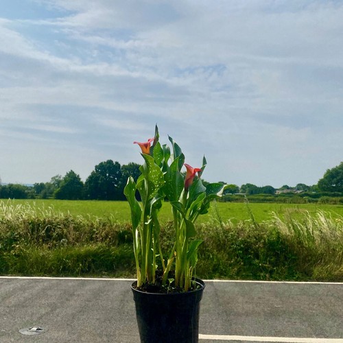 Zantedeschia flame calla - zantedeschia,