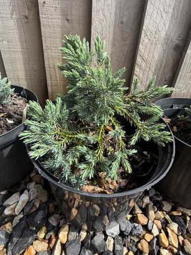 Juniperus squamata blue - juniperus,