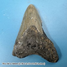 Authentic Carcharodon