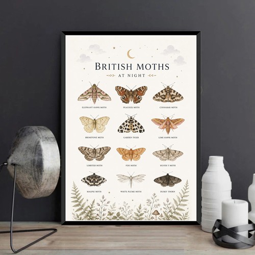 Nocturnal british moths - nocturnal,