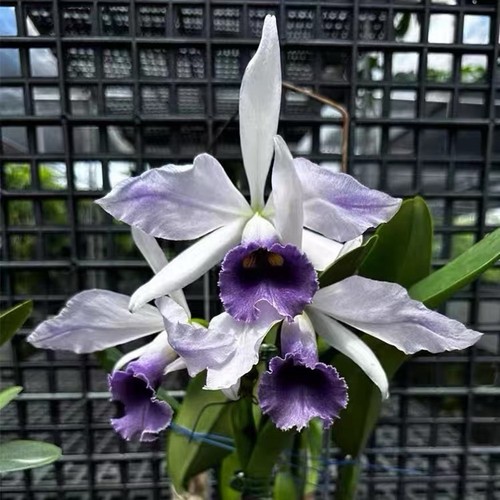 Cattleya roebling blue - roebling, ‘blue