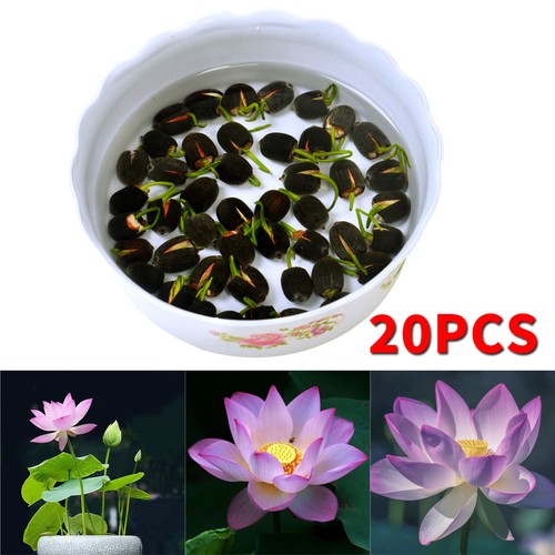 20pcs lotus flower seeds - lotus,