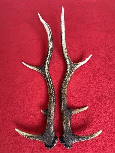 Pair red deer antlers - of,