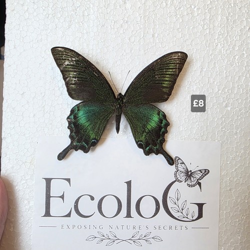 Papilio maackii set - papilio,