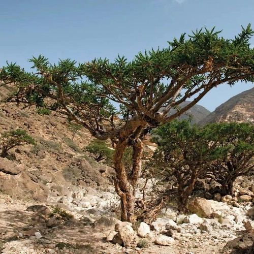 Boswellia sacra omani - boswellia,