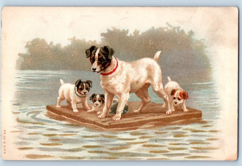 Animals postcard terrier dog - postcard,