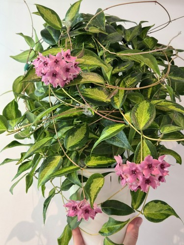 Hoya dennisii frida - hoya,