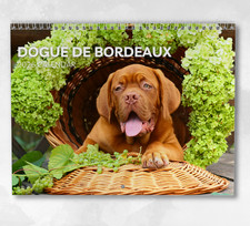 Dogue De Bordeaux Calendar