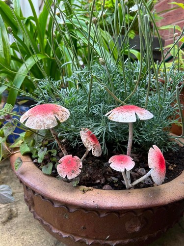 Set metal red toadstool - set,