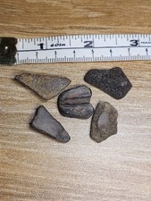 Turtle Fossils Including