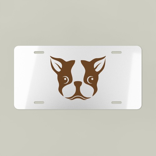 Boston terrier face front - terrier, view