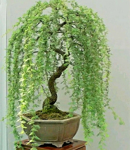 Bonsai green - bonsai,
