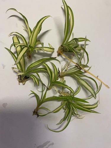 Baby spider plants - spider, plants.