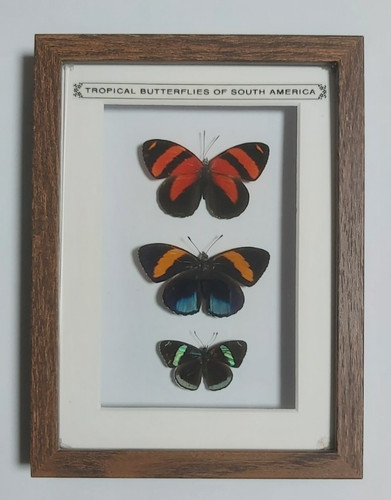 Taxidermy real framed - taxidermy,