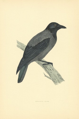 Hooded crow morris - morris's, british
