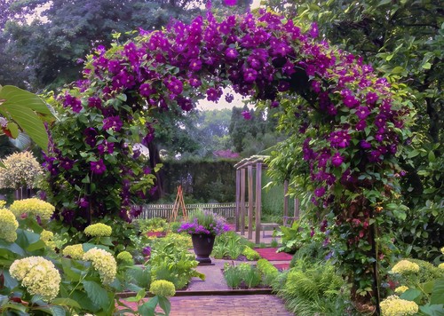 Purple clematis viticella - purple,