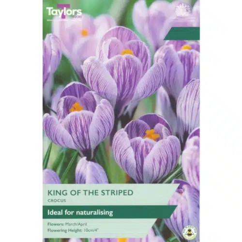 Taylors king the striped - king, of