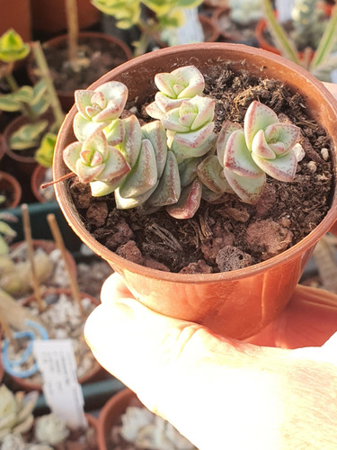 Crassula perforata nealeana - crassula, 'nealeana'