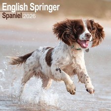 English Springer Spaniel