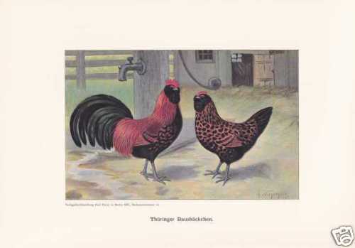 Thuringian barth chicken - thuringian,