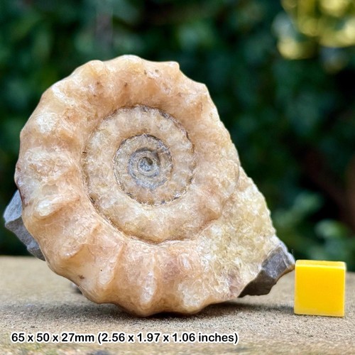 Xipheroceras fossil ammonite - xipheroceras,