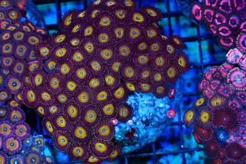Zombie banana zoa colony - banana,