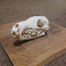 Genuine Red Fox (Vulpes vulpes