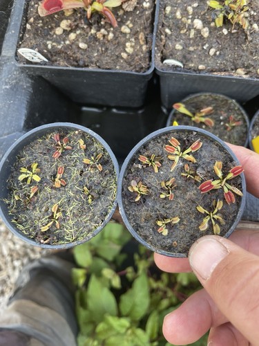 Venus fly trap - fly,