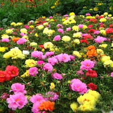 100 Mixed Colors PORTULACA