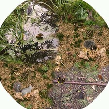 Wildlife & Minibeasts MINI