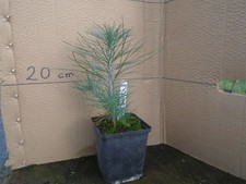 Pinus coulteri (big-cone pine)