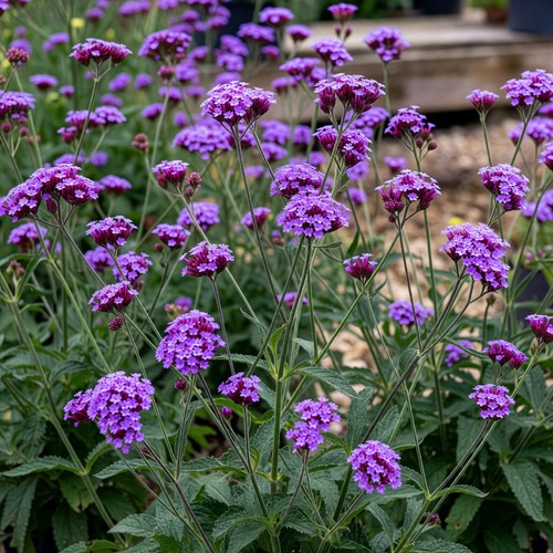 Verbena bonariensis healthy - bonariensis..3,