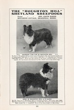 SHETLAND SHEEPDOG SHELTIE OLD VINTAGE 1934 DOG PRINT PAGE HOUGHTON HILL KENNEL