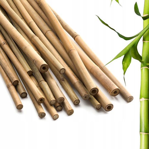 Bamboo canes strong - canes, thick
