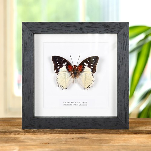 Hadrian white charaxes - white,