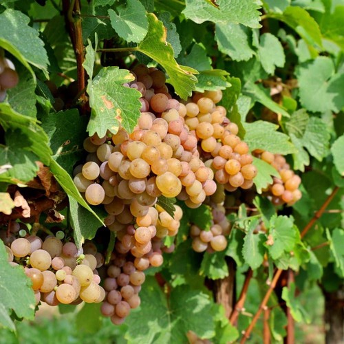 Grape pinot gris - pinot,