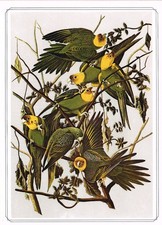 Carolina Parrott Bird Print Old Vintage Picture John James Audubon 1979 TGBI#43