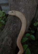 Wooden walking stick hand