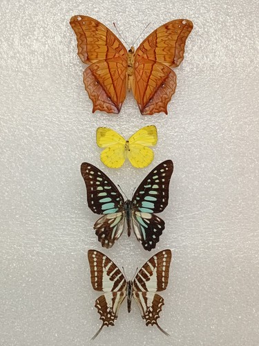 Butterfly set specimen bundle - specimen,