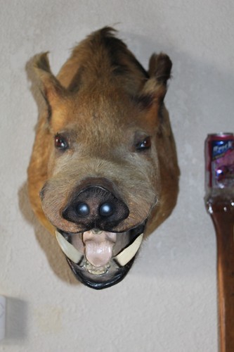 Large wild boar - boar, pig