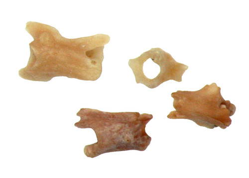 Oligocene fossil brooksville - oligocene,