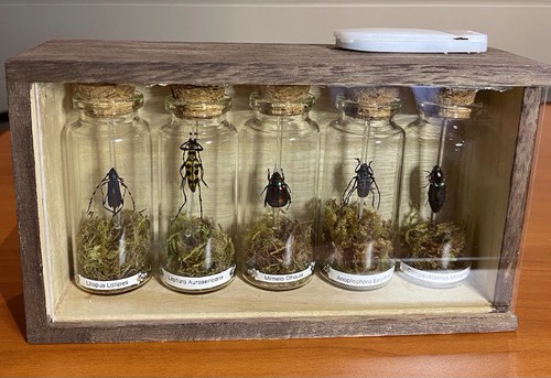 Beetle box taxidermy - beetle,